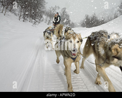 Paar einen Hundeschlitten fahren Stockfoto