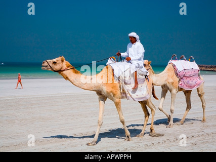 Ein arabischer Mann Reiten ein Kamel auf den Kempinski Beach, Dubai, VAE Stockfoto