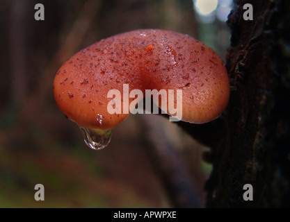 Pilze wachsen auf einer Kiefer Stockfoto