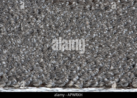 Roten Knoten Calidris Canutus Adultt Herde im Winter Gefieder Schlafplatz Stockfoto