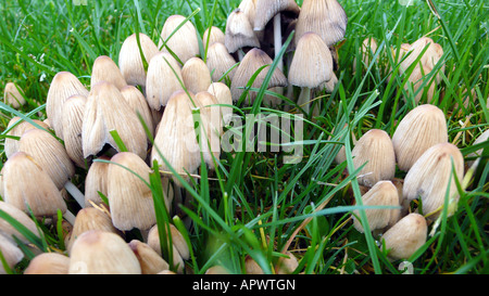 Gruppe von Pilzen (Feen Motorhaube) an Scratby, Norfolk, England, uk Stockfoto