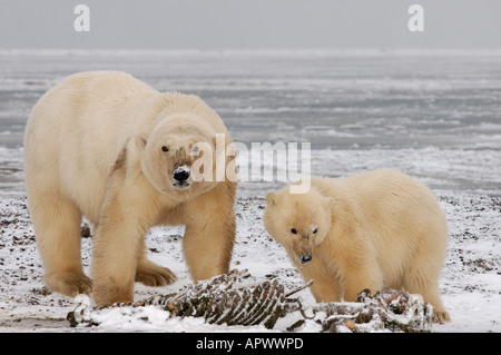 Eisbär Ursus Maritimus säen mit Cub schmutzig aus Kies in einem letzten Sturm Arctic National Wildlife Refuge Alaska weht Stockfoto