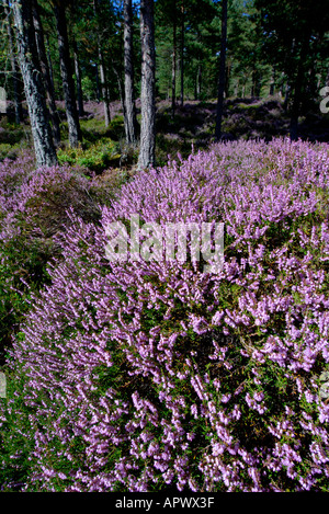 lila Heidekraut blüht im Anagach Wald Grantown auf Spey Strathspey Highlands Schottland september Stockfoto