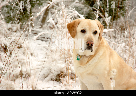 Ein zehn-Jahr-alten gelben Labrador Retriever macht einen Spaziergang im Schnee und vor einem Gebüsch Brombeeren ruht. Stockfoto