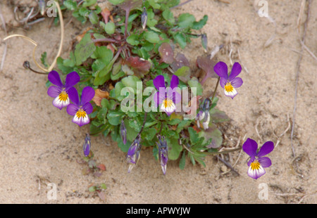 Wilde Stiefmütterchen oder Stiefmütterchen (Viola Tricolor) wächst auf einer Sanddüne. Stockfoto