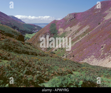 Lila blühende Heide bedeckt Schutthalden, Alltwen Sychnant Pass, Penmaenmawr, in der Nähe von Conwy, Gwynedd, Nordwales, UK. Stockfoto