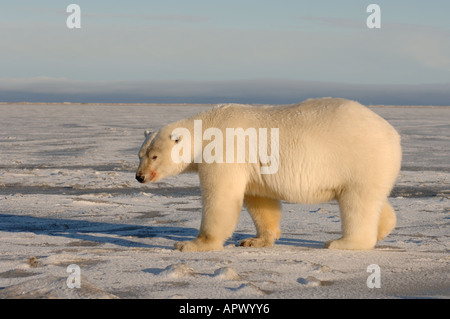 Eisbär Ursus Maritimus rot konfrontiert durch den Verzehr von Fleisch 1002 Küstenebene der Arctic National Wildlife Refuge Alaska Stockfoto