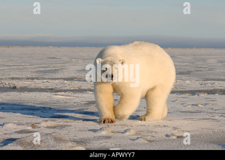 Eisbär Ursus Maritimus rot konfrontiert durch den Verzehr von Fleisch 1002 Küstenebene der Arctic National Wildlife Refuge Alaska Stockfoto