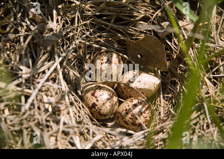 Eiern im nest Stockfoto