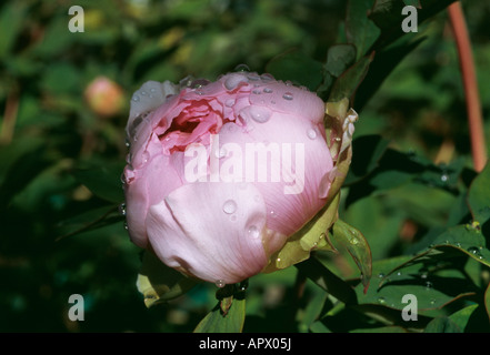 Paeonia rosa Knospe Stockfoto