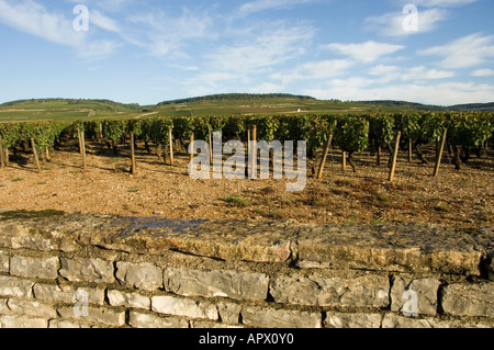 Landschaft mit Grand Clos des Epenots Premier Cru Weingut, Pommard, Burgund, Frankreich mit Weinberg Wand im Vordergrund Stockfoto