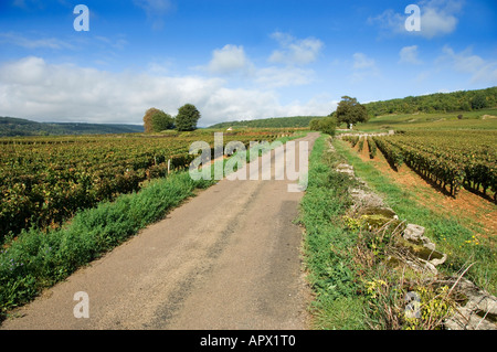 Gemeinde-Appellation und Premier Cru Weinberge auf der Straße von Savigny Les Beaune, Pernand Vergelesses, Burgund, Frankreich Stockfoto