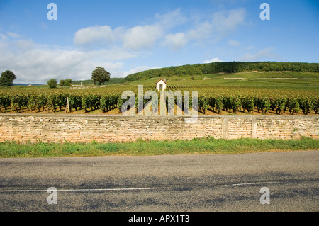 Reihen von Weinstöcken auf premier Cru Weingut zwischen Pernand Vergelesses und Savigny Les Beaune, Burgund, Frankreich Stockfoto