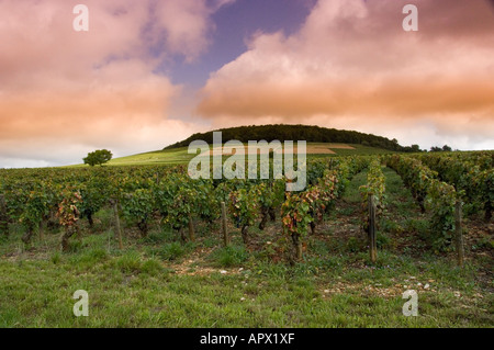 Domaine Bonneau du Martray Weinberg auf dem Hügel am Corton zwischen Pernand Vergelesses und Aloxe-Corton, Burgund, Frankreich Stockfoto