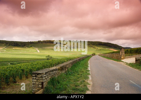 Domaine Bonneau du Martray Weinberg auf dem Hügel am Corton zwischen Pernand Vergelesses und Aloxe-Corton, Burgund, Frankreich Stockfoto