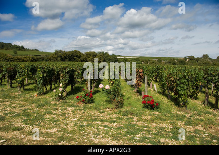 Clos De La Perriere premier Cru Weingut Chateau Clos de Vougeot, Burgund, Frankreich mit Rosen an Zeile enden Stockfoto