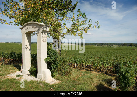 Clos des Ormes premier Cru Weingut Zeichen und verkrüppelte Baum an Morey St Denis, Burgund, Frankreich Stockfoto