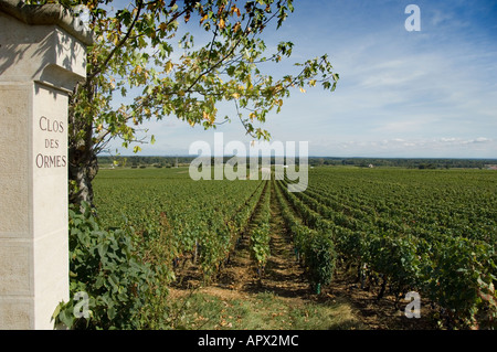 Clos des Ormes premier Cru Weingut in Morey St Denis, Burgund, Frankreich Stockfoto