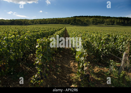 Domaine Rossignol-Trapet premier Cru Weinberge südlich von Gevrey Chambertin Dorf an der D122, Burgund, Frankreich Stockfoto