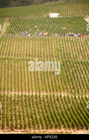 Grand Cru Weinberge am Hang in Chablis nach Westen während der Ernte, Burgund, Frankreich Stockfoto