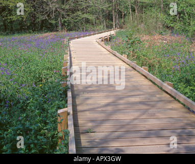 Holz Gehweg oder Board walk in einem Bluebell Holz, The Dingle, Llangefni, Anglesey, North Wales, UK. Stockfoto