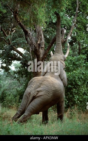 Elefant (Loxodonta Africana) für Pods auf einer Akazie Albida (Feidherbia Albida) zu erreichen Stockfoto