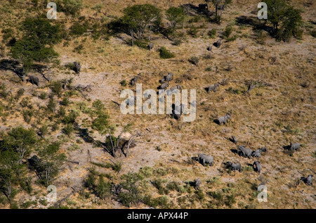 Luftaufnahme des großen Elefanten Herde zu züchten. Stockfoto