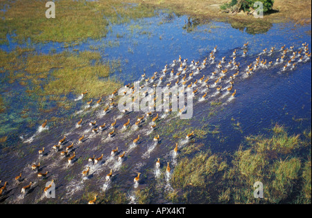 Luftaufnahme des roten Letschwe (Kobus Lechel) Herde durch Wasser laufen. Stockfoto