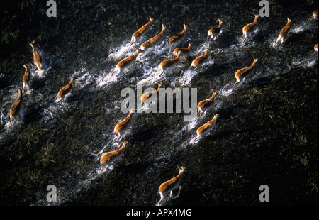 Luftaufnahme des roten Letschwe (Kobus Lechel) Herde durch Wasser laufen. Stockfoto