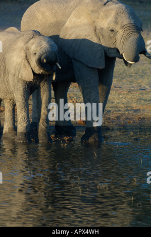 Elefant Kuh und Sub Erwachsenen Kalb stehend in einem Fluss trinken mit ihren Rüsseln suchen verdreht Stockfoto