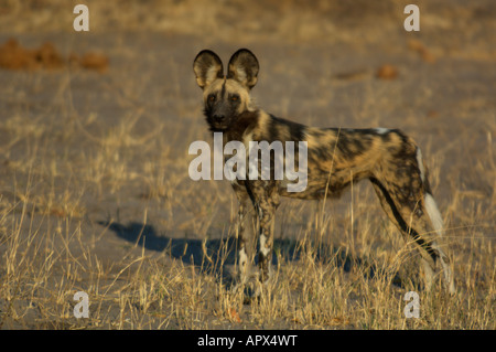 Wildhund oder Cape Jagdhund Stockfoto