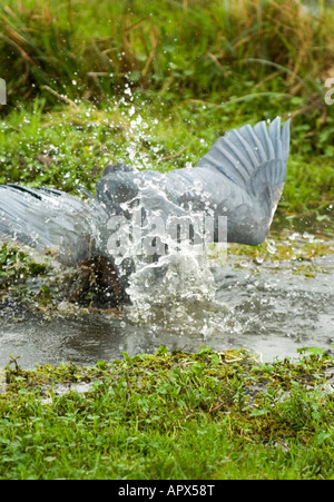 Goliath Reiher (Ardea Goliath) eintauchen in Wasser, um einen Fisch zu fangen Stockfoto