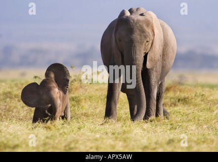 Afrikanischer Elefant Kalb - Ohren flattern (Loxodonta Africana); zusammen mit Mutter. Stockfoto