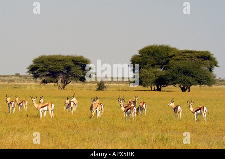 Springbok-Herde in Deception Valley in die zentrale Kalahari Stockfoto