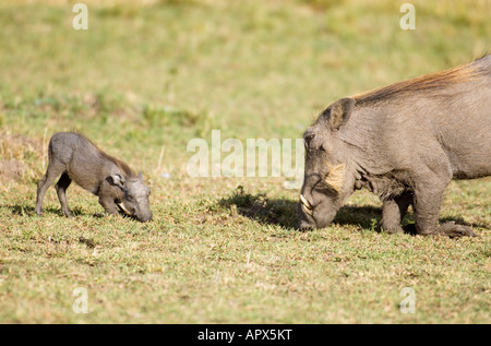 Ein weiblichen Warzenschwein (Phacochoerus Aethiopicus) und ihrem jungen Ferkeln zu Knien, um kurze Graswurzeln ernähren Stockfoto