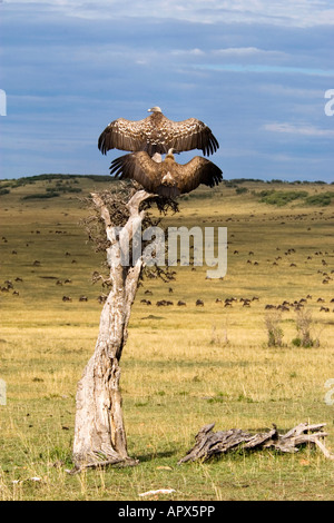 Zwei Geier Ruppell (oben) und Weißrückenspecht (unten) Barsch auf einen abgestorbenen Baum Flügel verteilt, um sie zu trocknen. Stockfoto