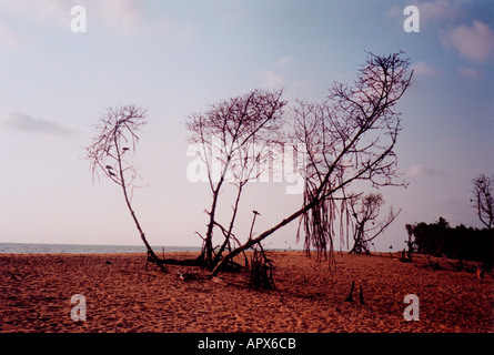 Strand und erodierten Bäume Sri Lanka vor der Tsunami-Katastrophe Stockfoto