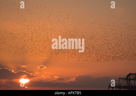 Stare in der Abenddämmerung Stockfoto