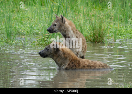 Gefleckte Hyäne paar waten im Bach Stockfoto