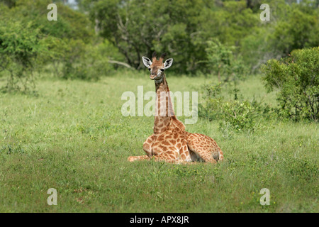 Giraffe Youngster ruht kurz Grasgrün Stockfoto