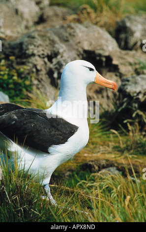 Black-browed Albatross, Falkland-Inseln, Südamerika Stockfoto