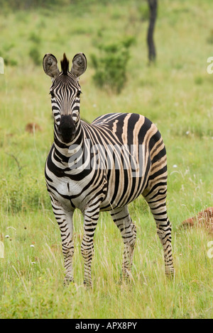Porträt eines Zebras Essen Grass (Equus Burchelli) Stockfoto