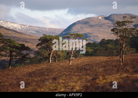 Caledonian Pinien, Glen Affric, Highlands, Schottland Stockfoto