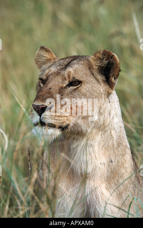 Neugierige Löwin, Serengeti Nationalpark, Tansania Stockfoto