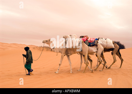 Ein einsamer Tuareg Mann überquert die libysche Sahara in der Nähe von Ubari an einem dumpfen bewölkten Tag mit seinen Kamelen Stockfoto