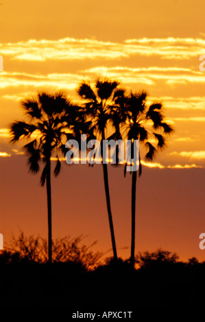 Echter Fan Palmen (Hyphaene Petersiana) Silhouette gegen einen orange-roten Himmel Stockfoto
