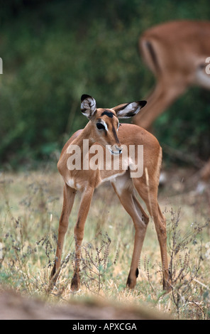 Impala, mittlere afrikanische Antilope, Serengeti Nationalpark, Tansania, Afrika Stockfoto