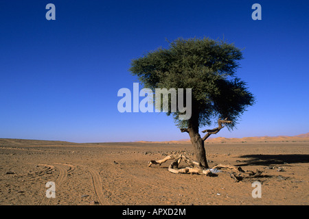Ein Baum in der algerischen Sahara Stockfoto