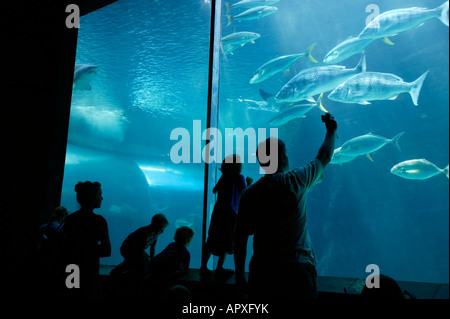 Besucher auf das Two Oceans Aquarium blickte bei großen Meerwasserfische Stockfoto