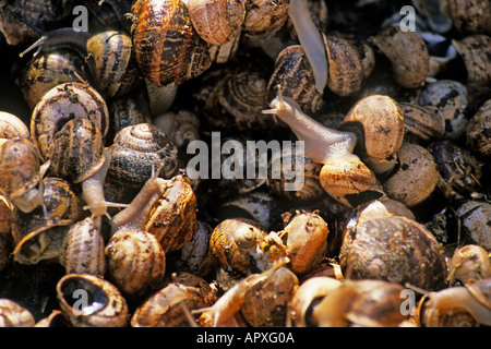 Schnecken auf im freien Markt Mallorca Spanien Europa Stockfoto